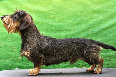 Black od Hradu Hus,vrh B Orina Zwi-Le-Ro